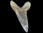 Cretaceous Cretoxyrhina Shark Tooth - Kansas #71749-1